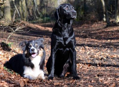 Two dogs sat in woodlands