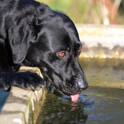 Dog drinking