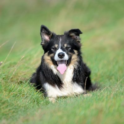 Dog lying down in the grass