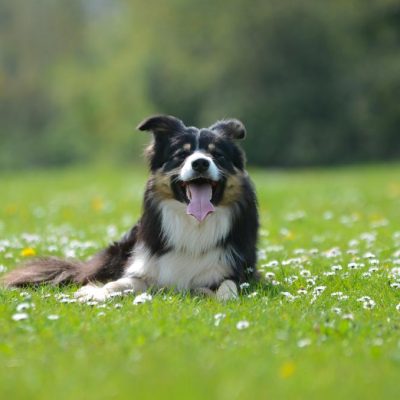 Dog lying down on the grass 2