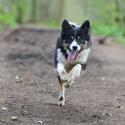 Dog running