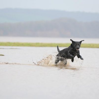 Dog running on the beach 2