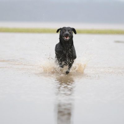 Dog running on the beach