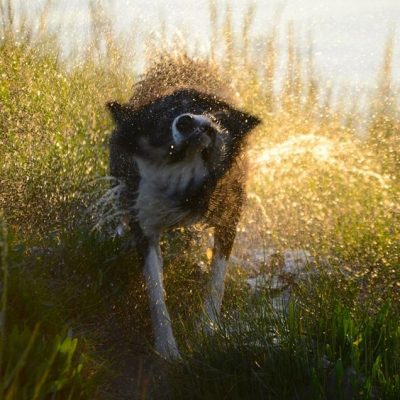 Dog shaking dry