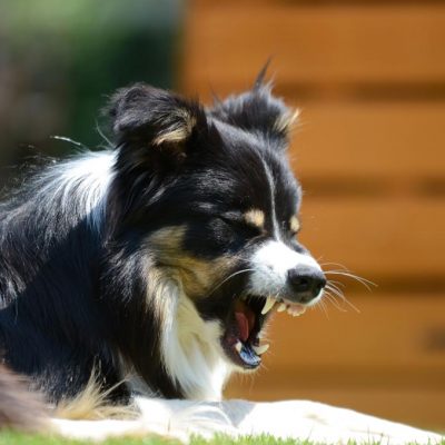 Dog yawning