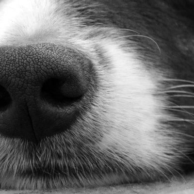 Dogs nose closeup