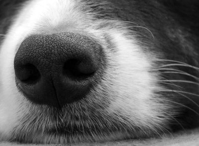 Close up of dog's nose