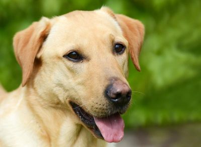 Close up of dog's face