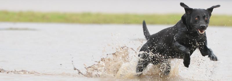 Dog running through water