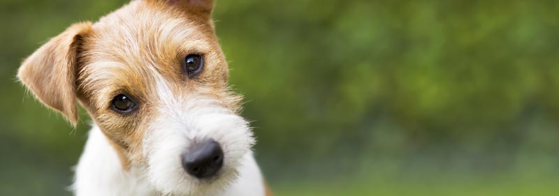 Close up of dog's face